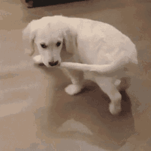 rarePupper in action